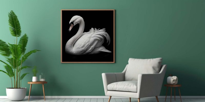 White Swan on Black Poster