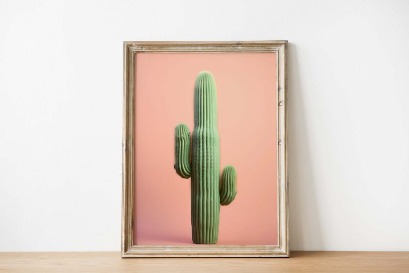 Cactus Apricot - Image 3